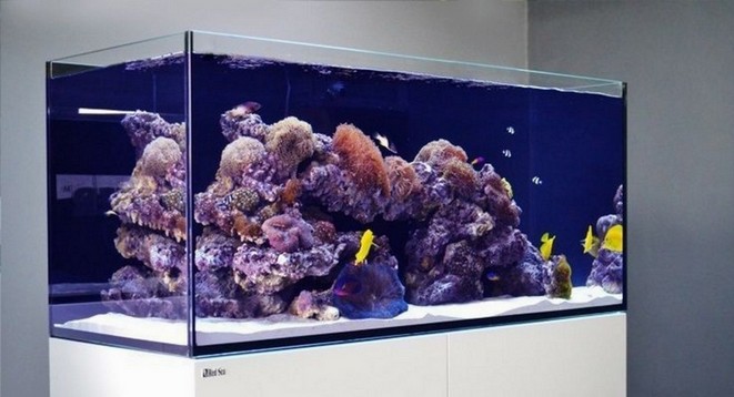 Rimless aquarium sieve top