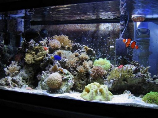 20 gallon reef aquarium
