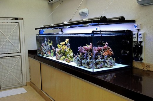 Best 200 gallon aquarium