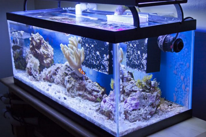 Fantastic 20 gallon long aquarium