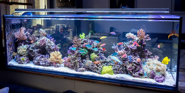 Large rimless aquarium